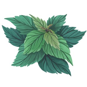 Illustration of nettles from "Enchanted Foraging"