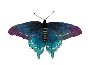 Illustration of a butterfly, from Shadow Magic by Nikki Van De Car