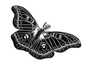 Line illustration of a moth from "Take Back the Magic"