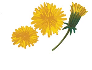 Illustration of dandelion from "Enchanted Foraging"