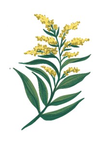 Illustration of goldenrod from "Enchanted Foraging"