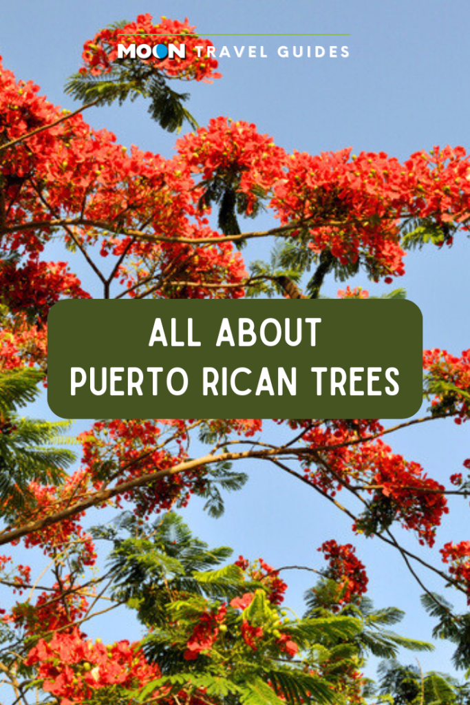 Tree with red flowers and text reading All About Puerto Rican Trees