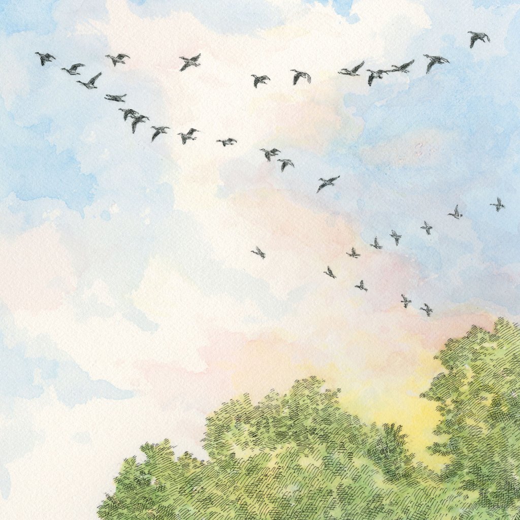 Bird migration illustration