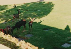 Photo of deer in a field from "Gentle Chaos"