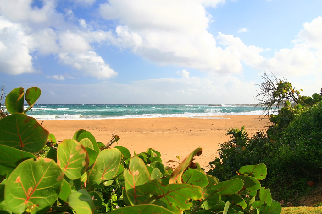 Beautiful tropical beach with vibrant trees in the foreground.
