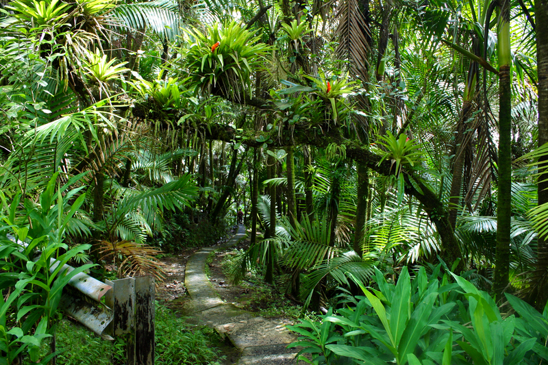 Image of narrow hiking trail leading into thick jungle.