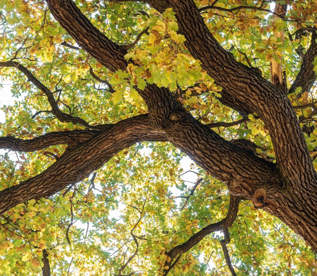 Photo of oak tree.