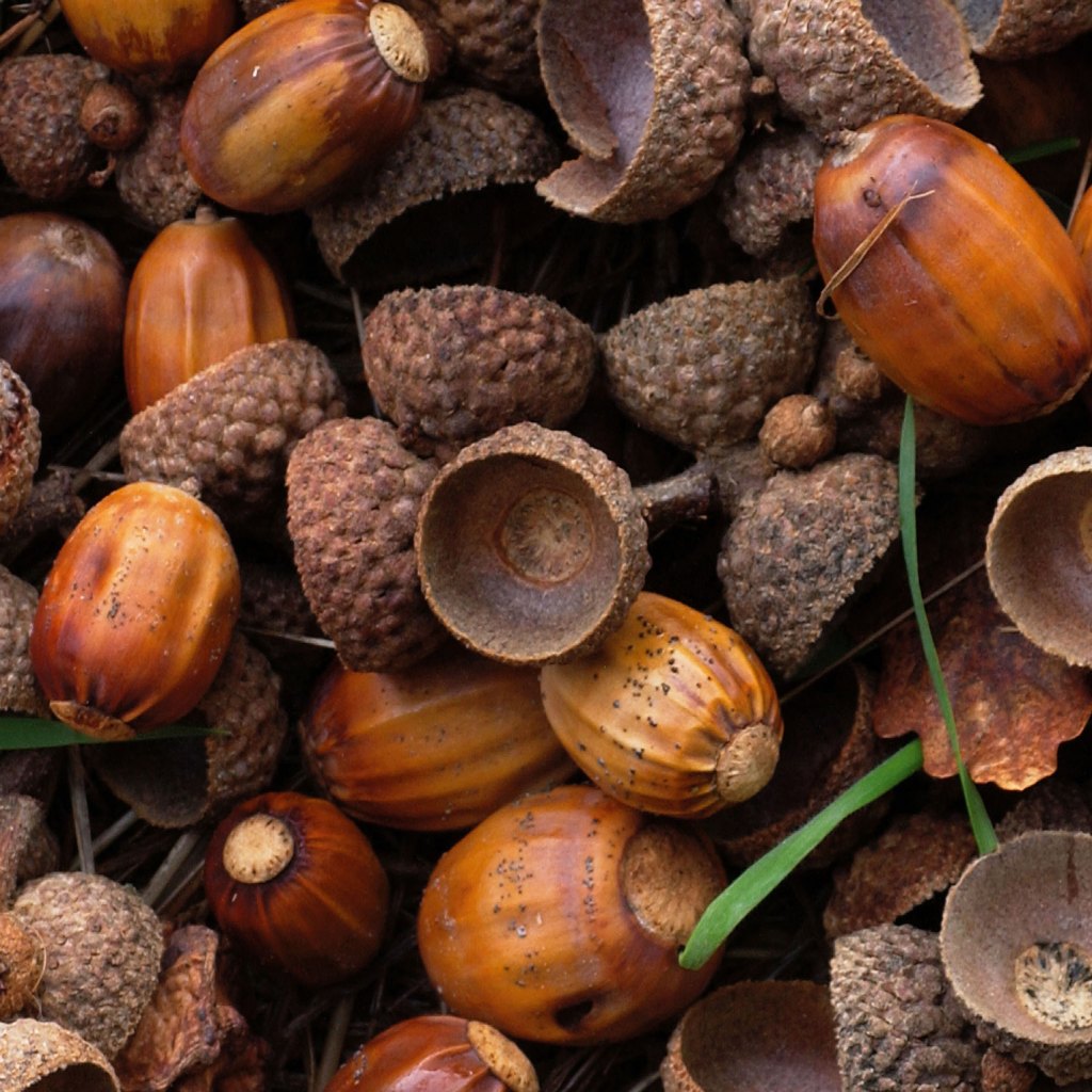Photo of acorns.