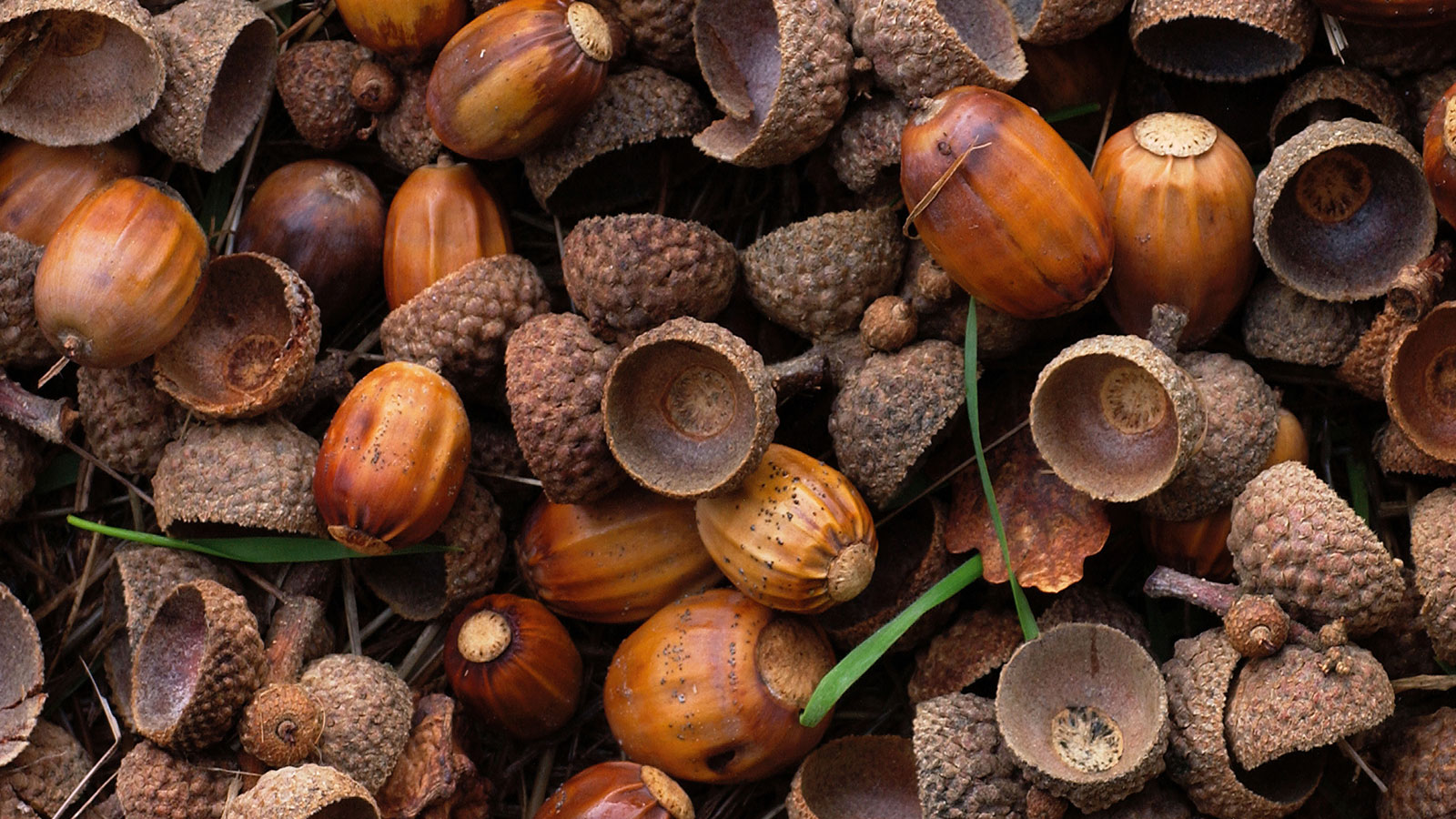Foraging and Feasting on Fall Acorns