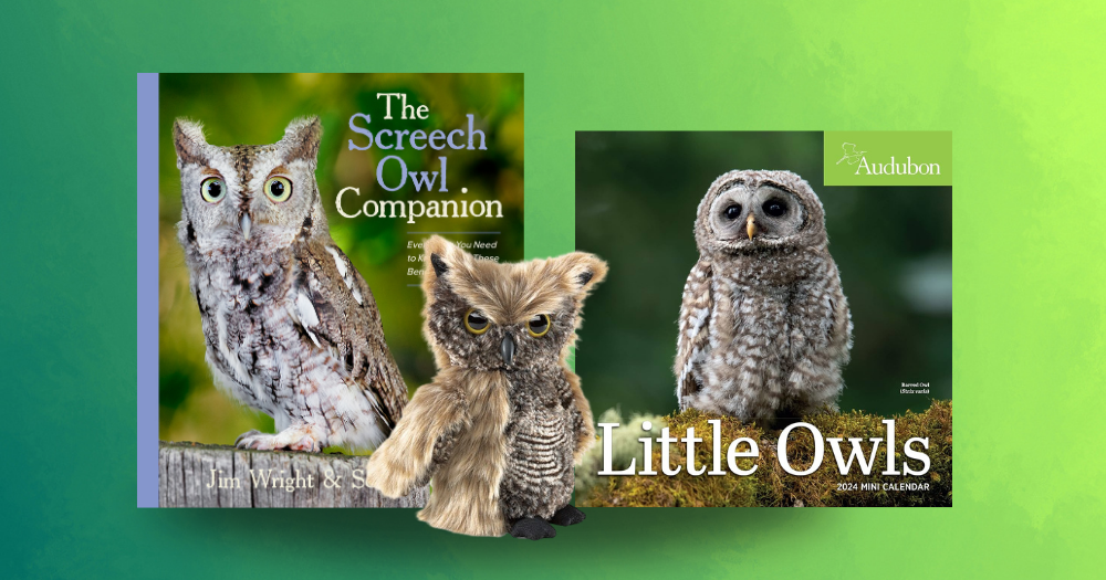 Screech Owl Companion Giveaway