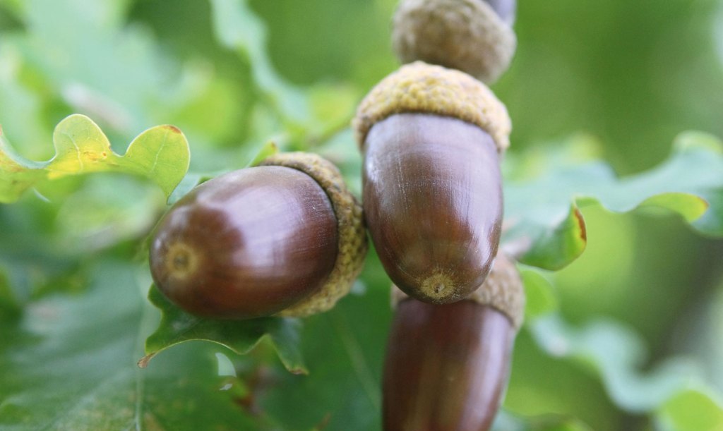 Photo of acorns in a tree.