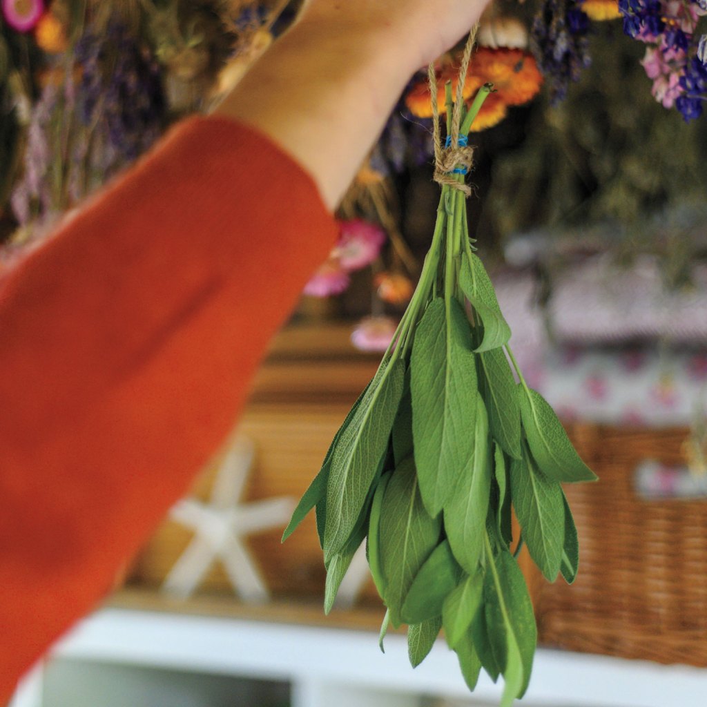 Photo of author hanging a bundle of fresh herbs up to dry.