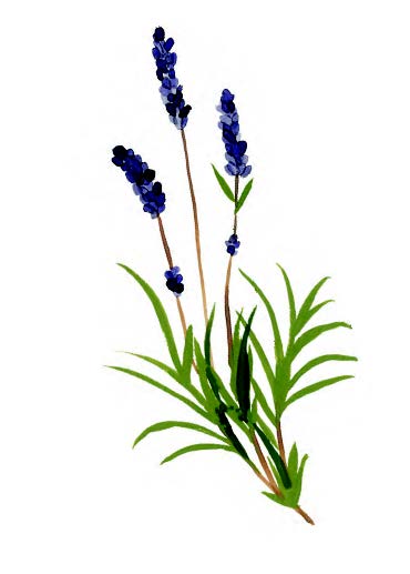 Illustration of lavender from "The Young Witch's Guide to Living Magically." illustrated by Anisa Makhoul