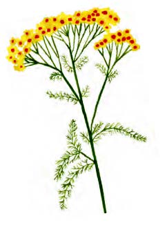 Illustration of yarrow from "The Young Witch's Guide to Living Magically." illustrated by Anisa Makhoul