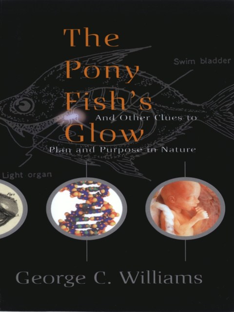 The Pony Fish's Glow