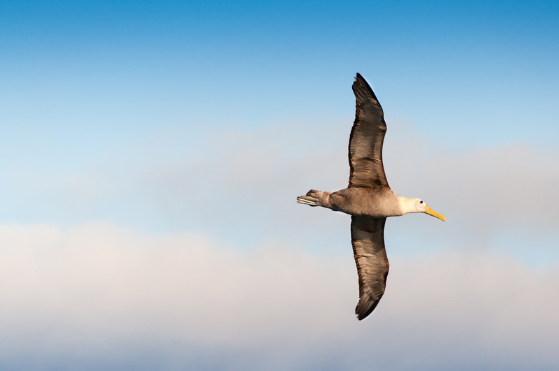 A waved albatross flying against blue cloudy sky.