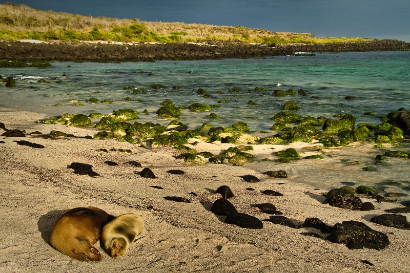 Sea lion and pup sleeping on rocky beach.