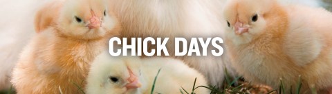 Chick Days