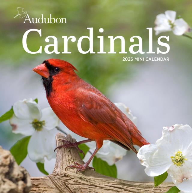 audubon-cardinals-mini-wall-calendar-2025-by-national-audubon-society-hachette-book-group