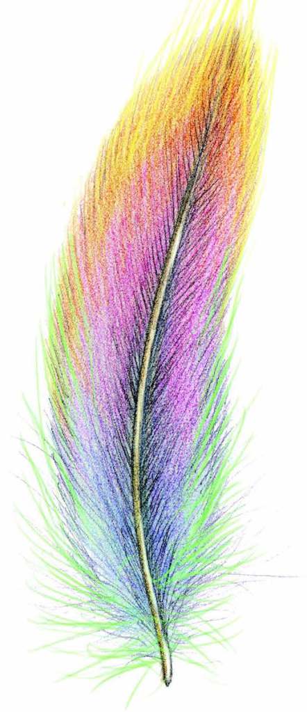 Illustration of a feather from “Earth + Body: 52 Weeks of Well-Being Inspired by Nature”