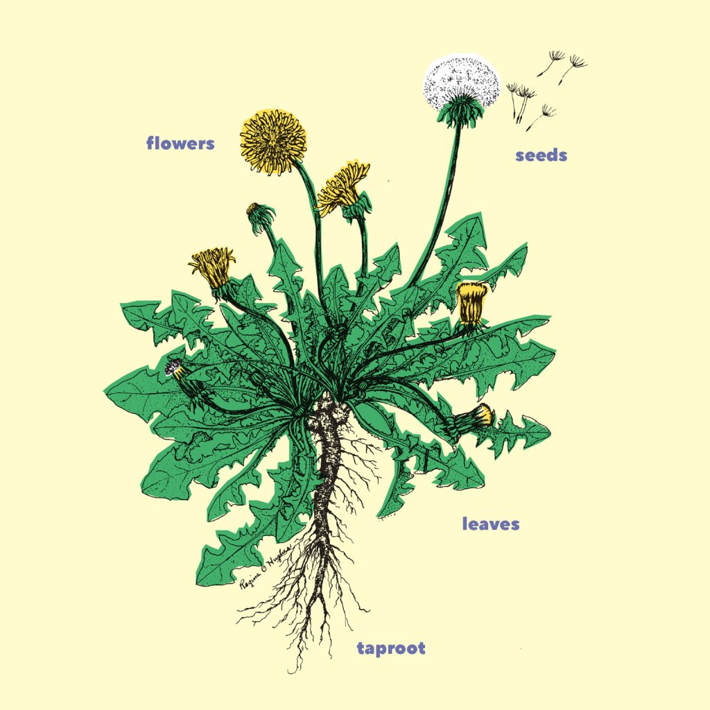 Dandelion illustration with flowers, seeds, leaves and taproot.