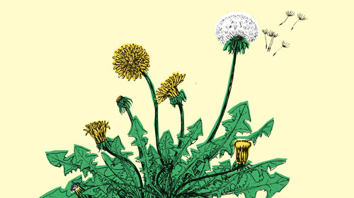 Discover Dandelion Medicine | Hachette Book Group