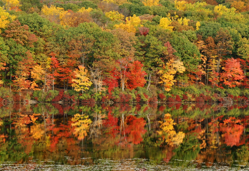 Colorful fall trees reflect in a still lake.