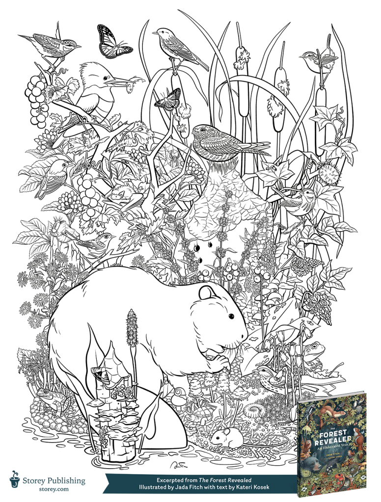 Forest Revealed Coloring Page