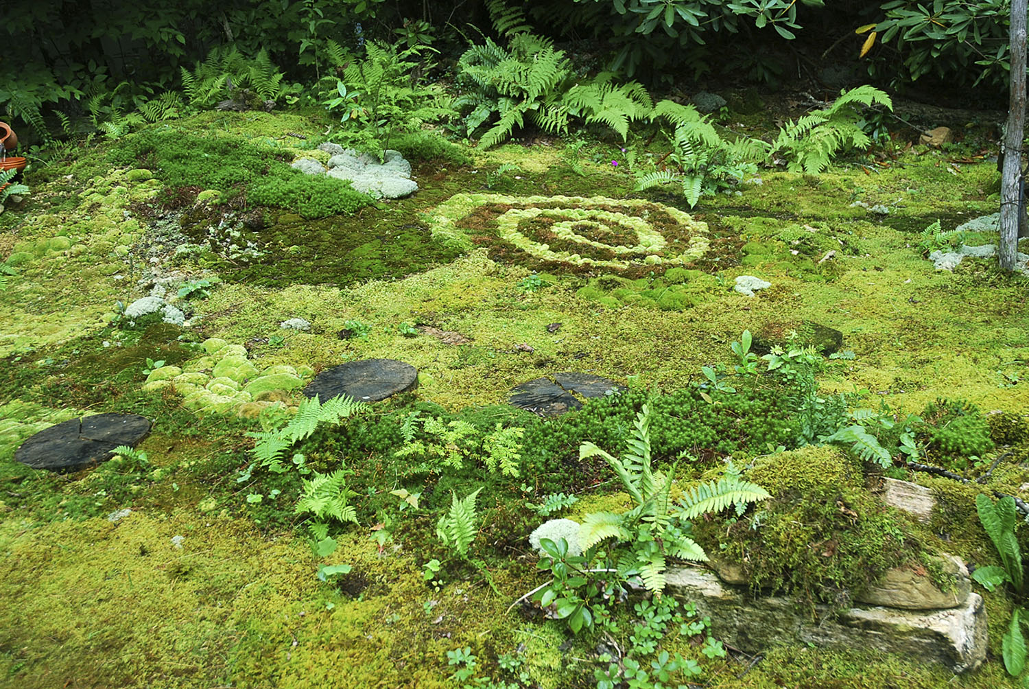 Moss Gardening Must-Knows from The Magical World of Moss Gardening