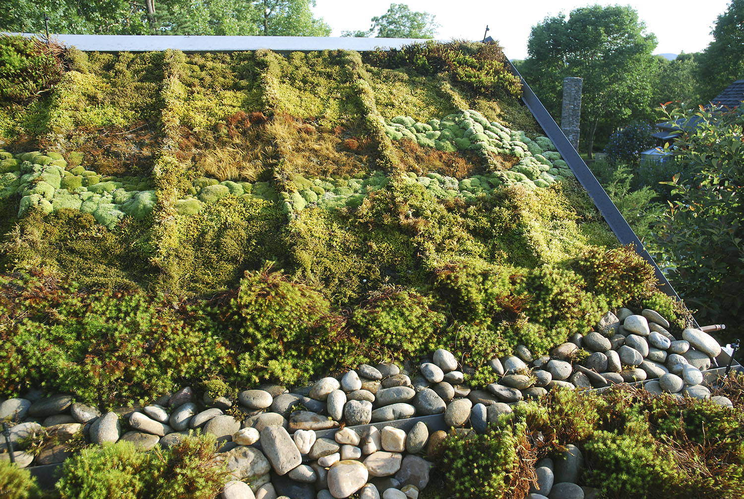 Moss Gardening Must-Knows from The Magical World of Moss Gardening