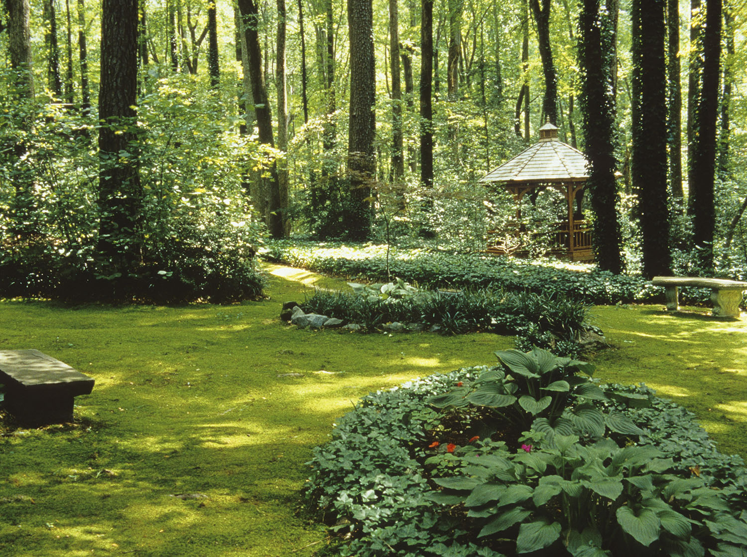 Moss Gardening Must-Knows from The Magical World of Moss Gardening