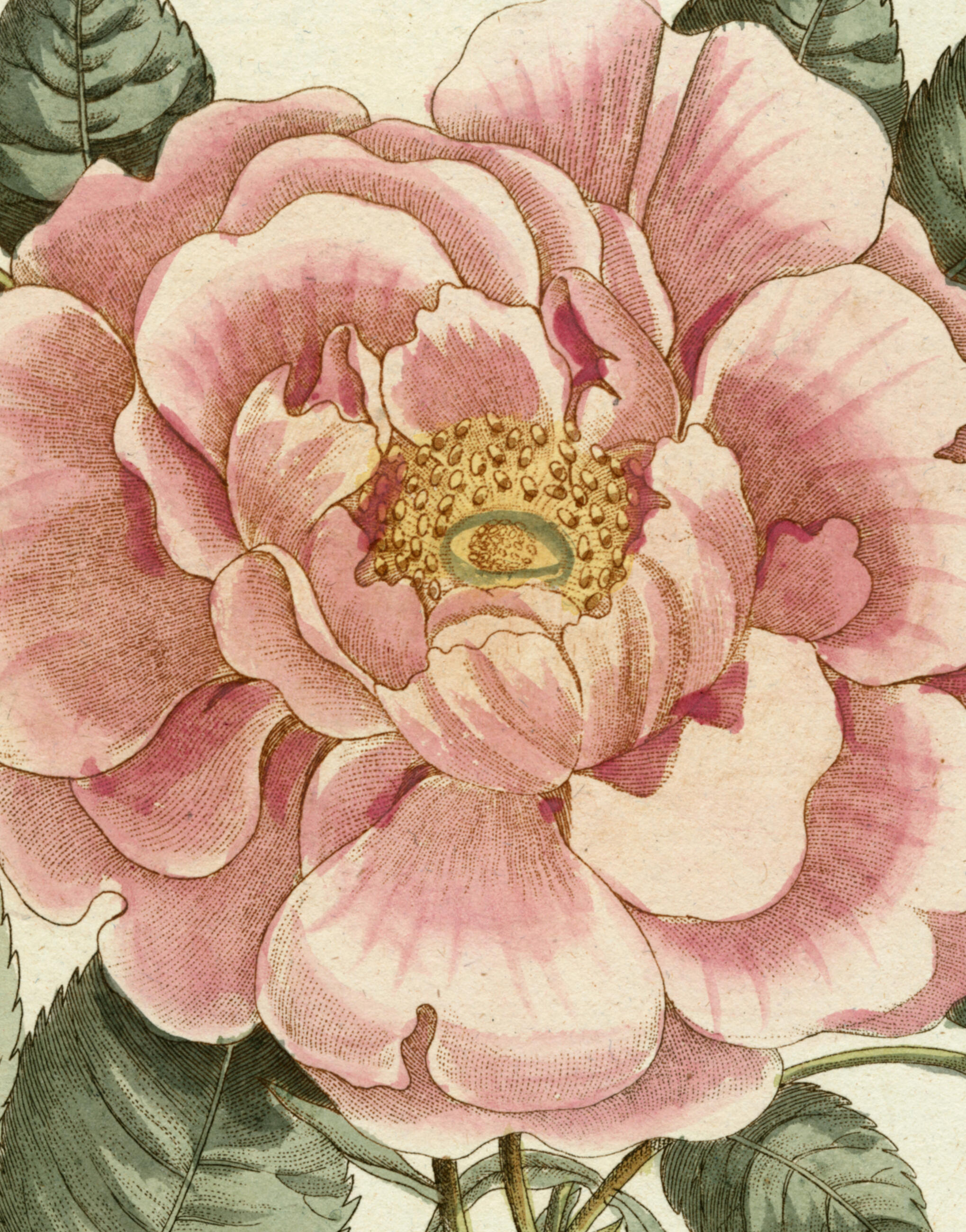 John Derian | Hachette Book Group