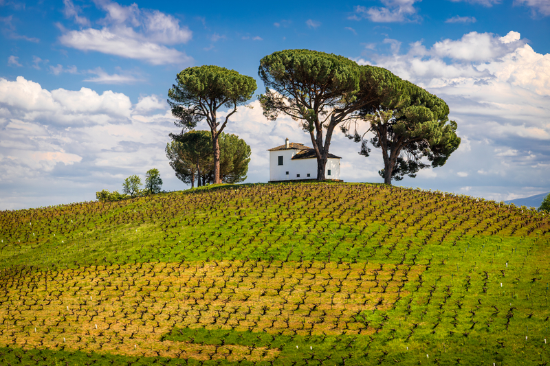 A white house under bushy trees at the top of a green hill covered in a vineyard.
