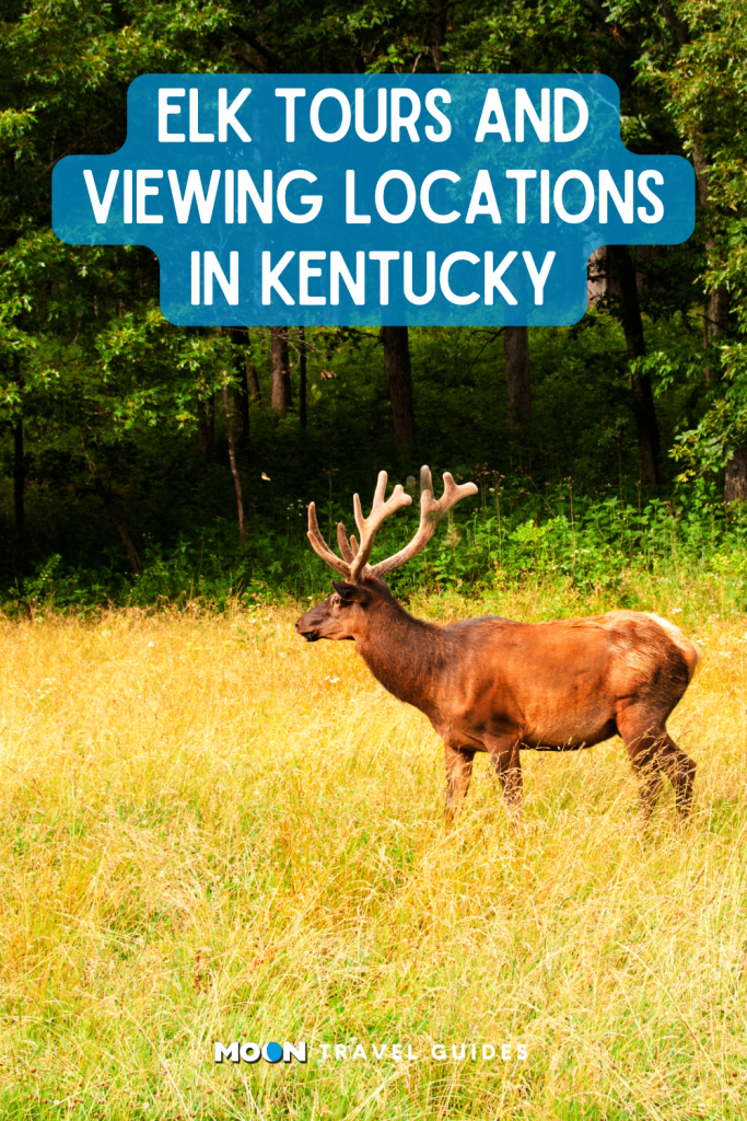 for pinterest: image of an elk in a field with heading text of article