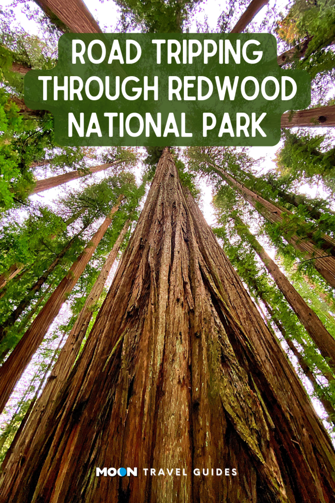 for pinterest: image graphic of redwood trees stretching up to the sky with heading text overlaid and moon logo at the bottom