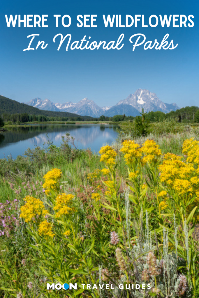 Image of mountain range with yellow wildflowers and text Where to See Wildflowers In National Parks