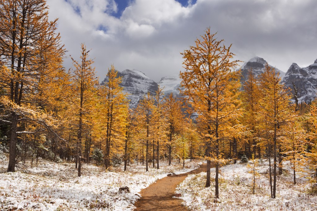 Larch trees in fall after first snow, Banff NP, Canada. Beautiful bright larch trees in fall, with the first snow dusting on the ground. Photographed in Larch Valley, high above Moraine Lake in Banff National Park, Canada.