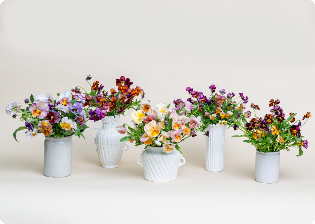 Pansy arrangement from Brenna Estrada
