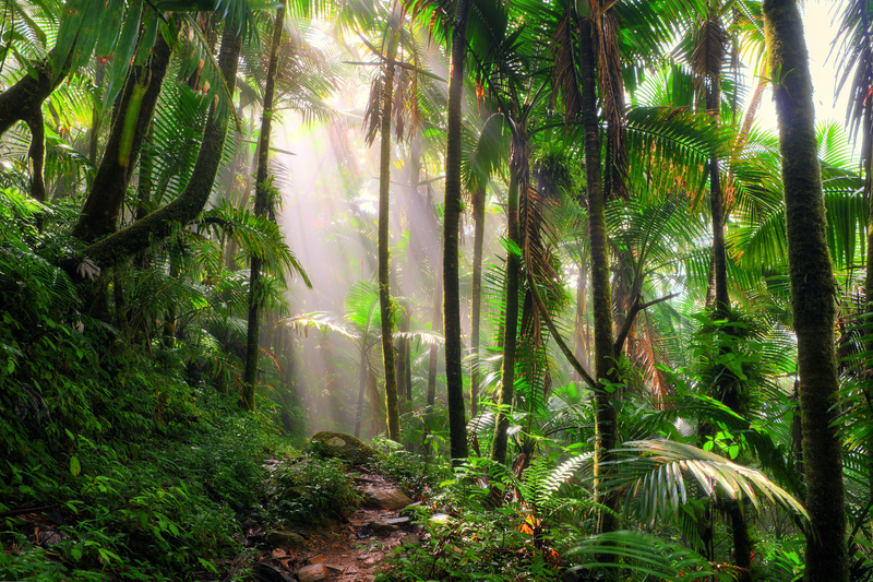 A dirt path leading into lush green rainforest on a misty sunlit morning
