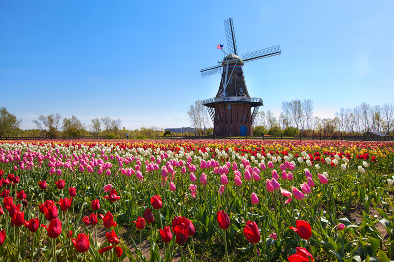 A colorful field of tulips with a wooden windmill in the background