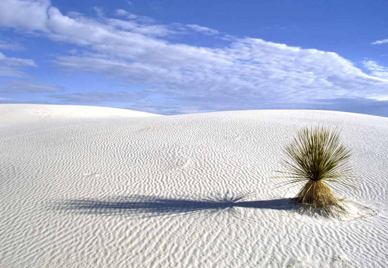 Rippled white sand dunes and small yucca plant under cloudy blue skies