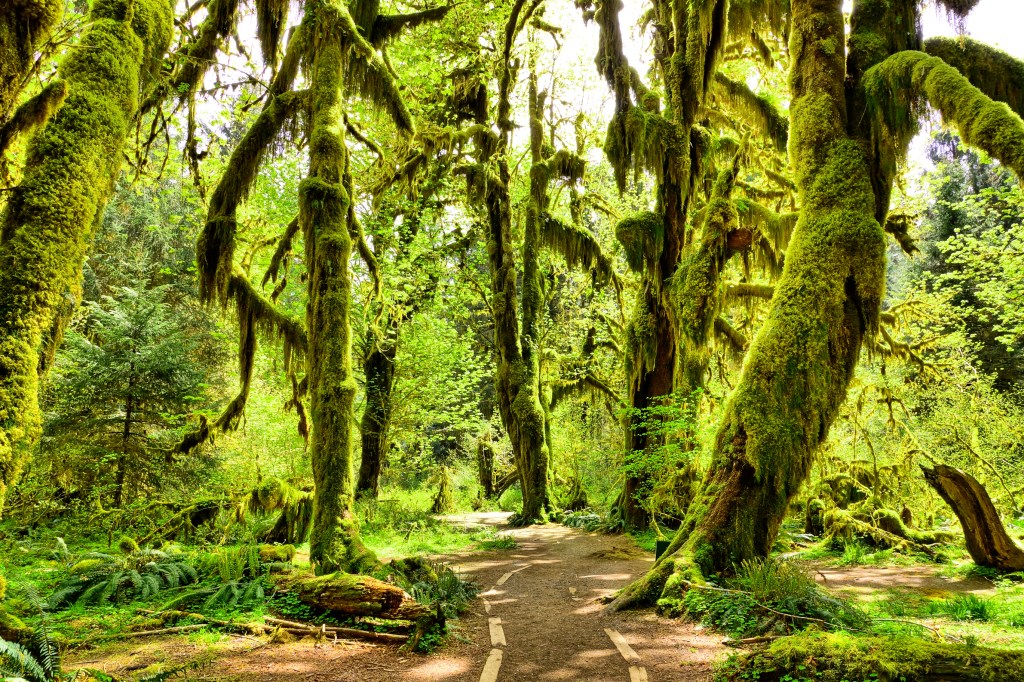 a dirt path leading into a sunny forest full of trees with long draping moss covering them entirely
