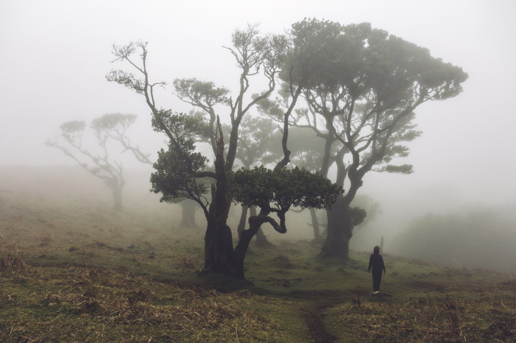 thick white fog blanketing the dark twisting trees of the Fanal laurel forest