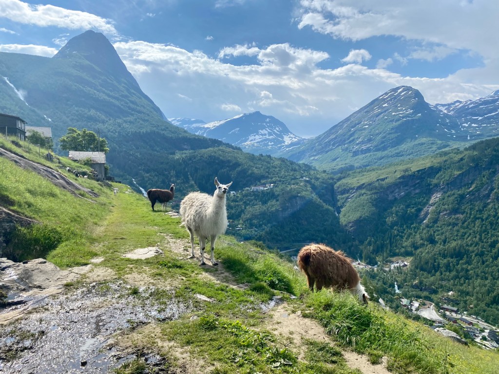 Llamas graze at a hilltop farm