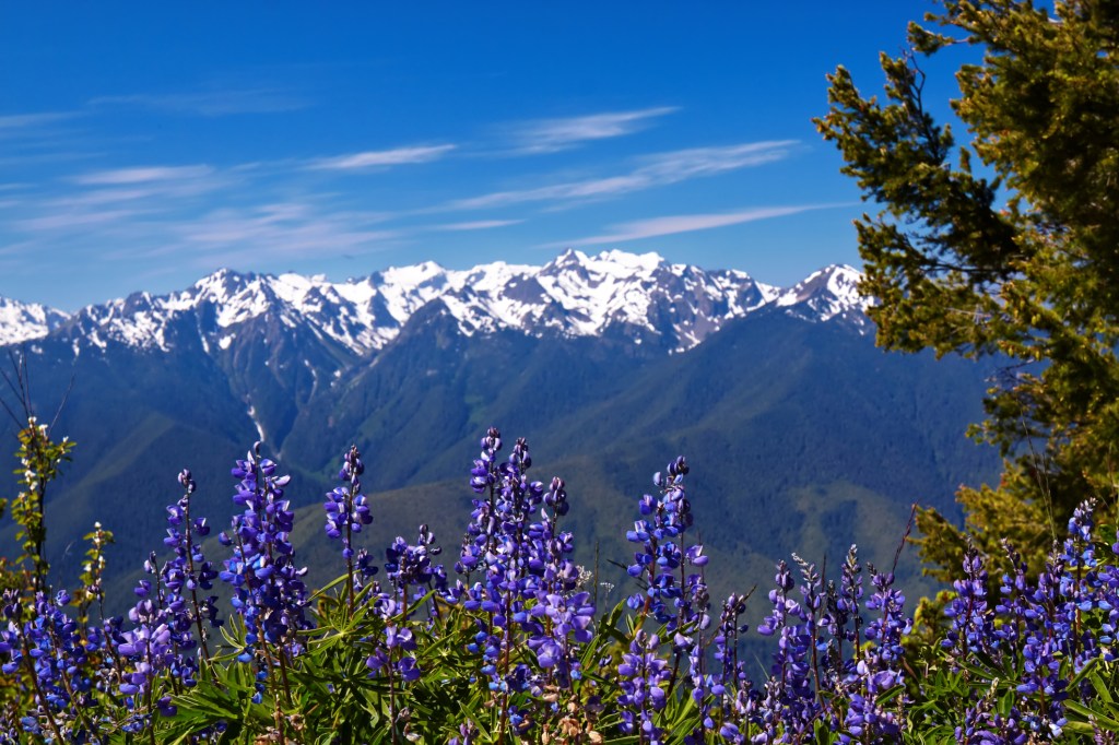 purple wildflowers in front of a snow capped mountain range