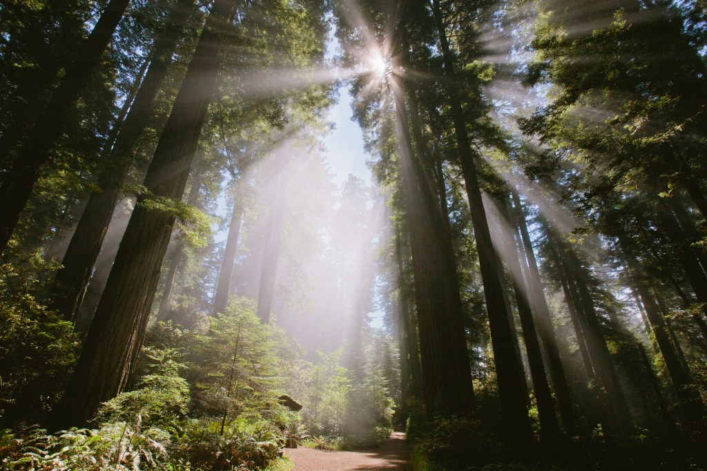 Sunlight comes through tall Redwood trees