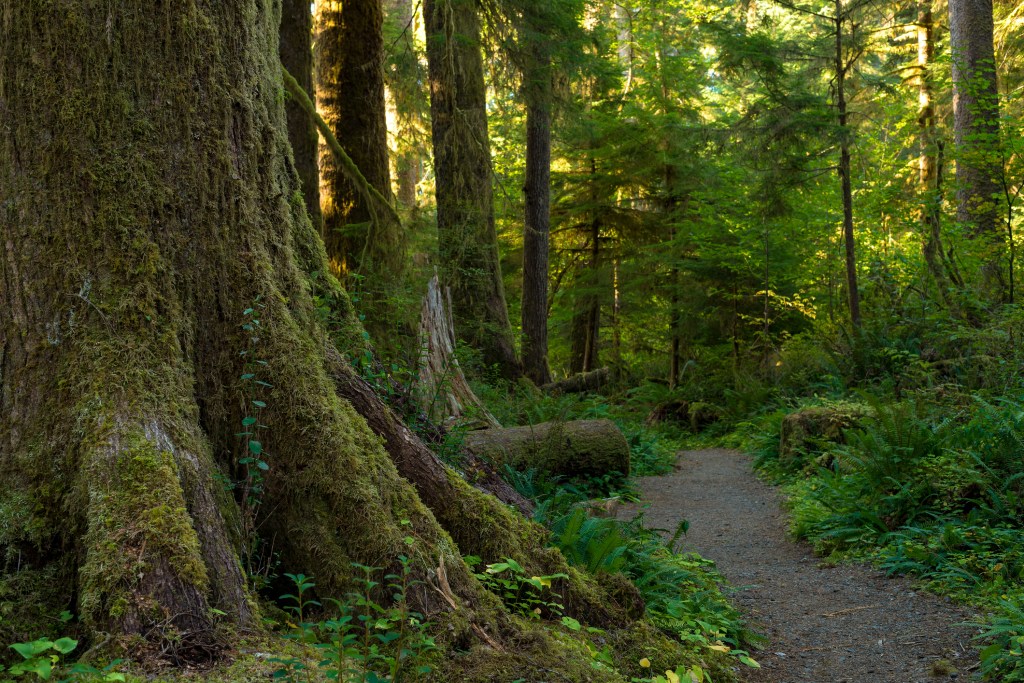 Moss covered tree and a hiking path in the Quinault Rainforest