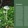 Mushrooms of the Pacific Northwest