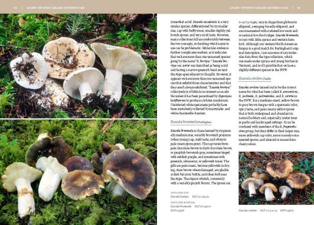 Mushrooms of the Pacific Northwest